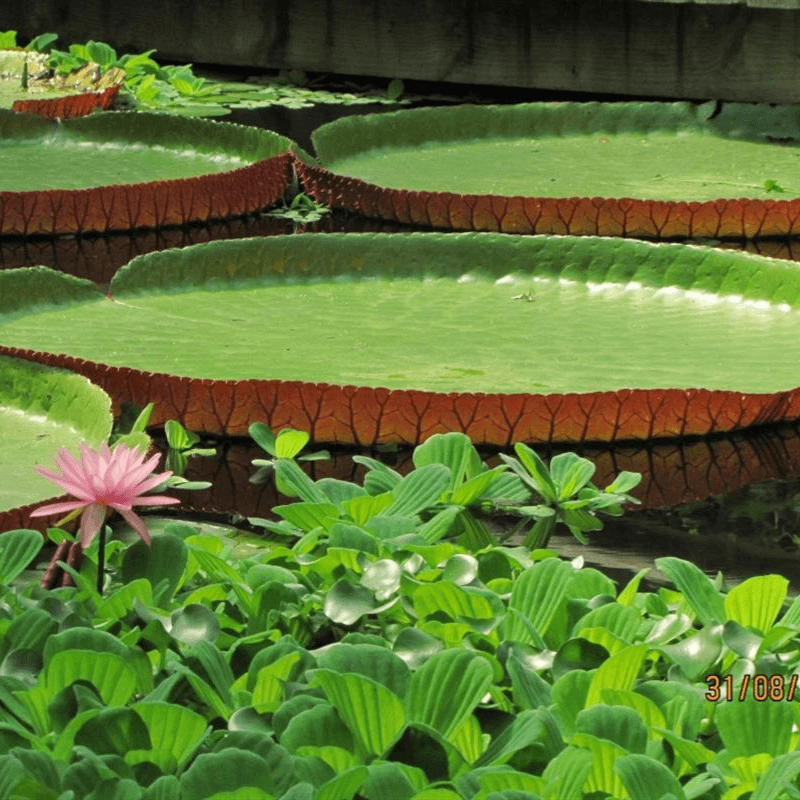 Le Jardin des Martels à Giroussens